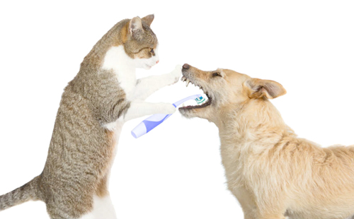 Очищение зубов у собак и кошек