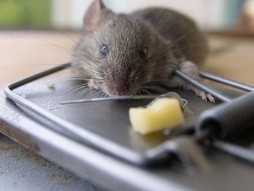 Как вывести мышей